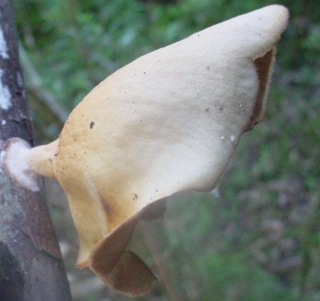 O gênero Mycobonia 47 Fungos deste gênero fixam-se lateralmente a madeira, por um pequeno
