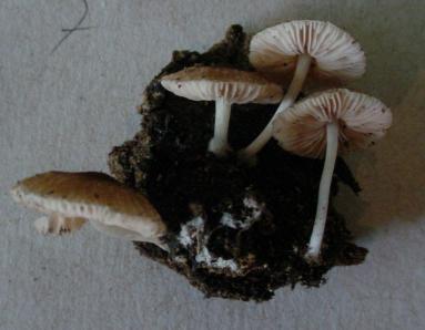 O gênero Pluteus 49 Estes cogumelos
