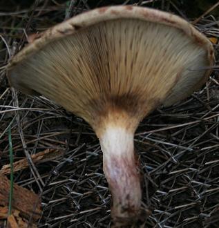 52 O gênero Paxillus Estes cogumelos grandes apresentam-se com estipe central ou