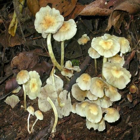 54 STROPHARIACEAE Os fungos do gênero Hypholoma variam muito de cor, pois em vários casos são encontrados cobertos pela esporada dos cogumelos que se encontram mais acima, mudando então para marrom.