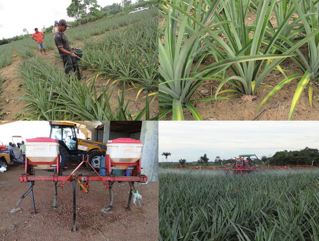 19 Práticas de Cultivo para a Cultura do Abacaxi no Estado do Tocantins fosfatada pode ser feita por ocasião da primeira adubação em cobertura, junto com o nitrogênio e o potássio.