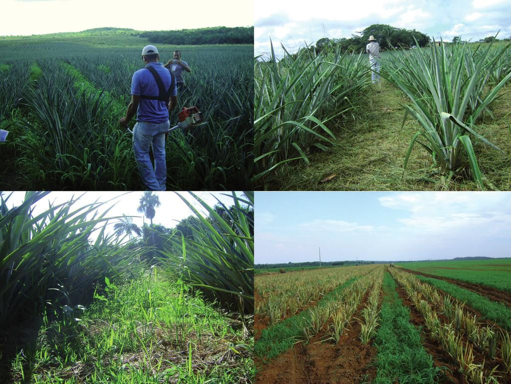 22 Fotos: Aristoteles Pires de Matos Práticas de Cultivo para a Cultura do Abacaxi no Estado do Tocantins A B C D Figura 5.