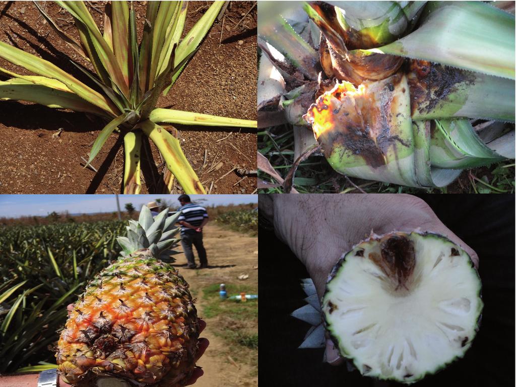 26 Fotos: Aristoteles Pires de Matos Práticas de Cultivo para a Cultura do Abacaxi no Estado do Tocantins A B C D Figura 6.