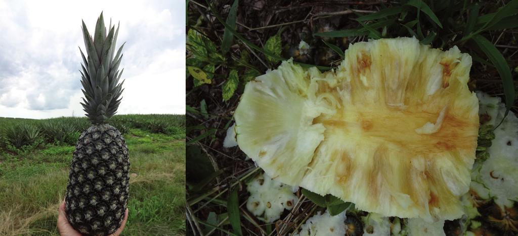 32 Práticas de Cultivo para a Cultura do Abacaxi no Estado do Tocantins Fotos: Aristoteles Pires de Matos A B Figura 13.