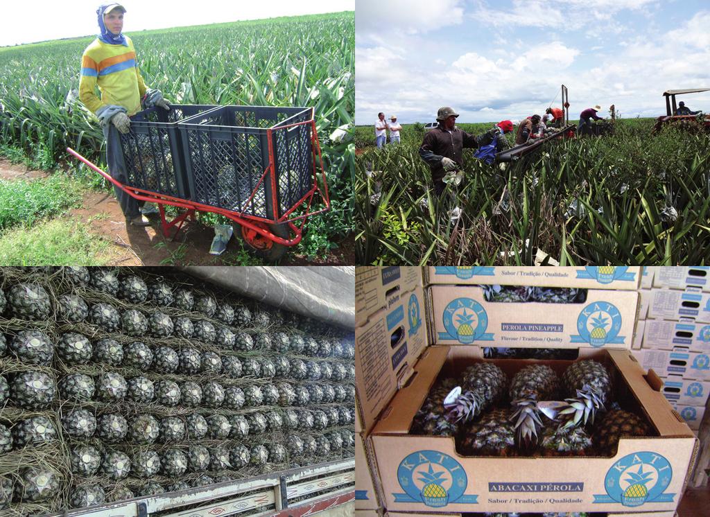 33 Práticas de Cultivo para a Cultura do Abacaxi no Estado do Tocantins Manejo Pós-colheita, Embalagem e Transporte Frutos destinados ao mercado de fruta fresca são colhidos e transportados em