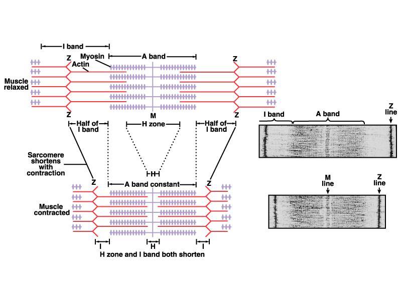 Teoria da Contração pelo Filamento Deslizante Baseia-se na sobreposição das fibras musculares de comprimento fixo deslizando uns sobre os outros num processo que exige energia, resultando na