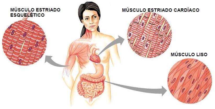 Tipos de Tecido Muscular Músculo Cardíaco: células ramificadas uninucleadas e ligadas por fortes conexões (discos intercalares) com junções comunicantes.