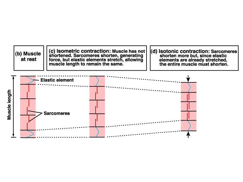 Contração Isométrica e Isotônica Músculo em repouso Contração Isométrica Contração Isotônica músculo não encurtado maior