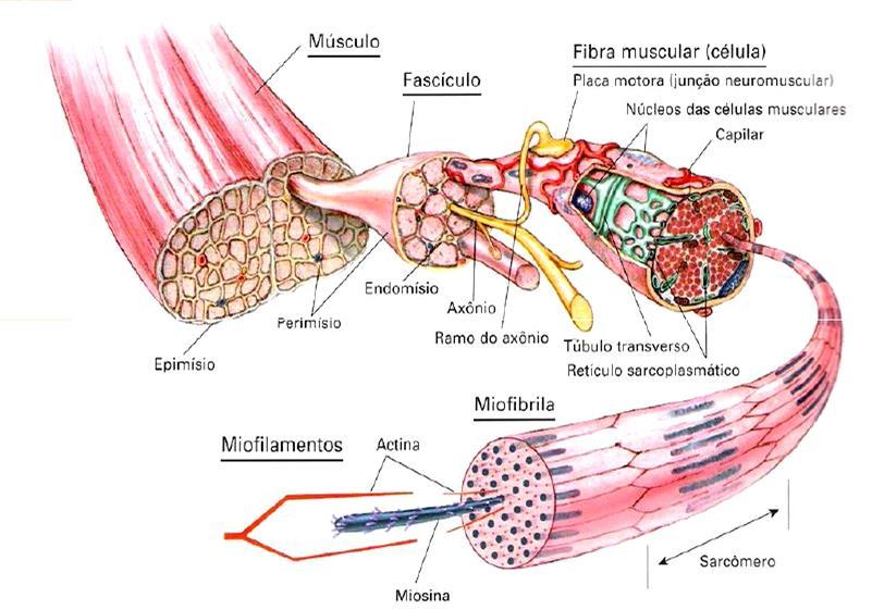 Histologia do Tecido