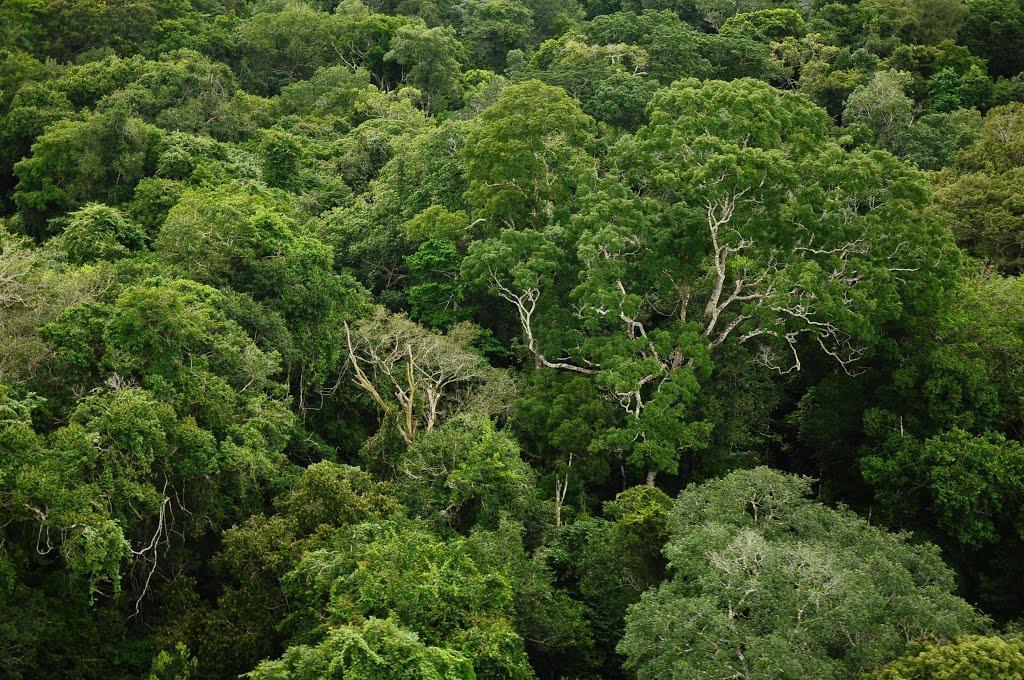 Atenuação sonora por vegetação Áreas ocupadas com vegetação densa, entre a fonte e o receptor, atenuam os níveis sonoros gerados pela fonte.