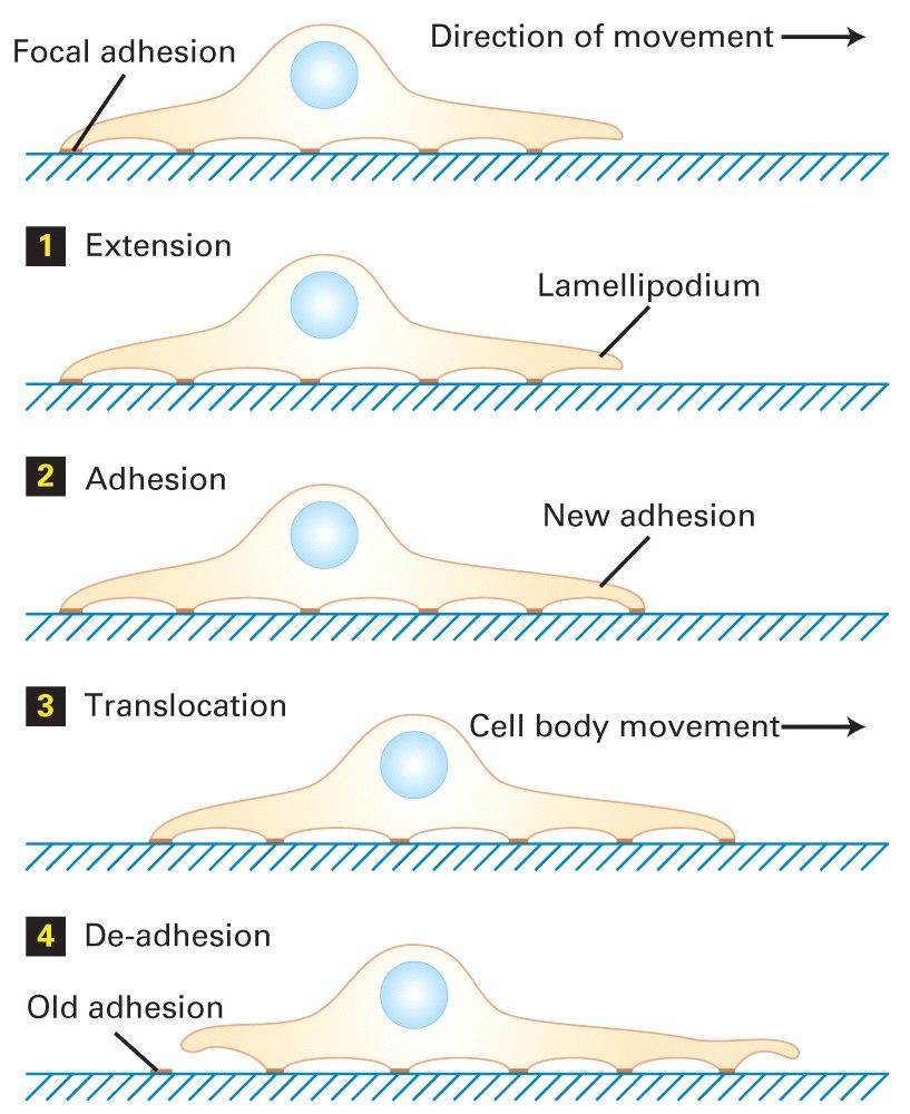 Adesão focal Direção do movimento Adesão extensão lamelipódio adesão