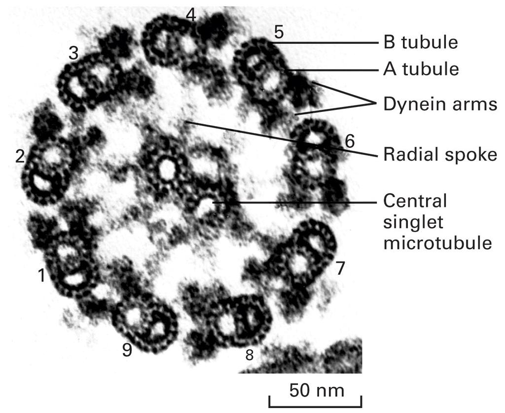 Cílios e flagelos Microtúbulos estáveis sustentam cílio e