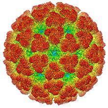 Chikungunya Infecção causada por um alphavirus que é transmitido aos seres humanos por mosquitos do gênero Aedes.