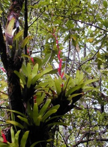 An. (Nys.) albitarsis, An. (Nys.) deaneorum, An. (Nys.) aquasalis Malária na Mata Atlântica : An.