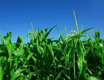 Uso de Carvão Ativado em Biogás A utilização de Carvão Ativado reduz custos de operação e manutenção Aumenta a eficiência de produção de biogás e reduz o número de paradas da planta para manutenção