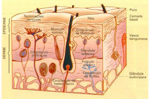 Tecido Epitelial http://www.sobiologia.