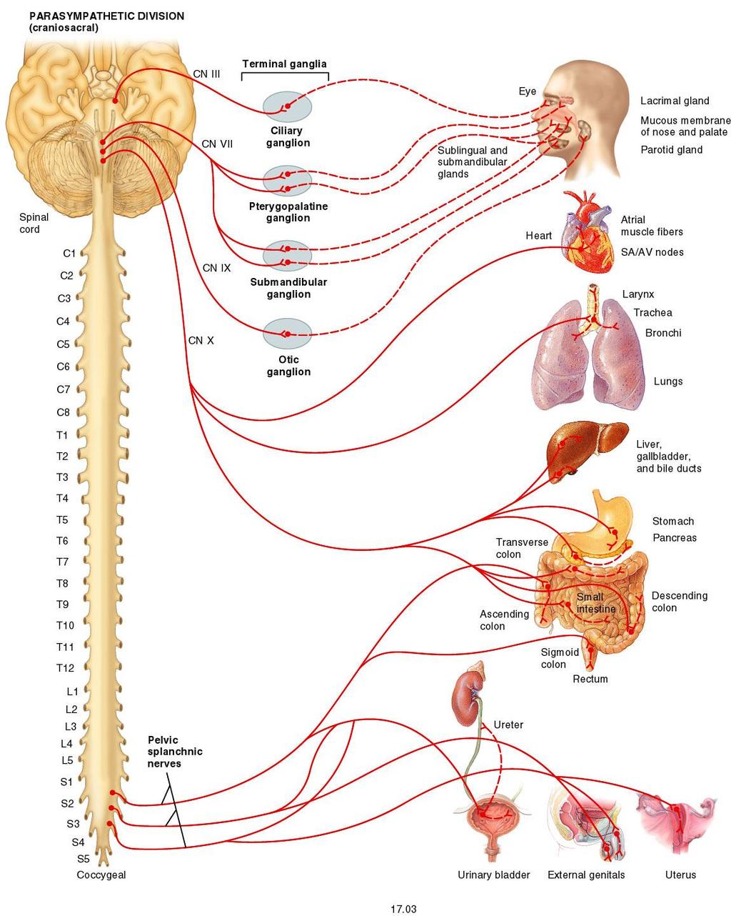 SNParassimpático Aumento da atividade parassimpática: a. Constrição pupilar; b. Secreção lacrimal; c.