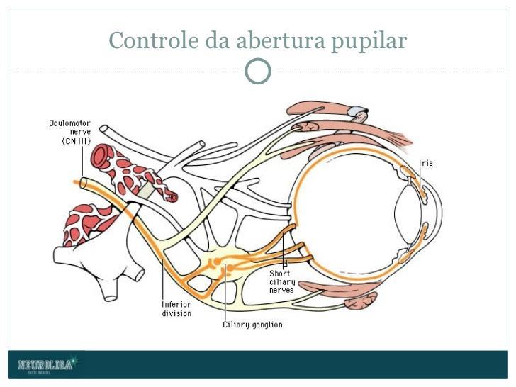 Inervação Parasimpática da Musculatura Lisa Pupilar Ação do Parassimpático constrição pupilar acomodação do