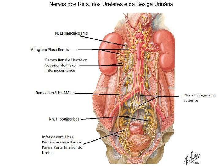 Inervação Simpática e Parasimpática do Aparelho Urinário