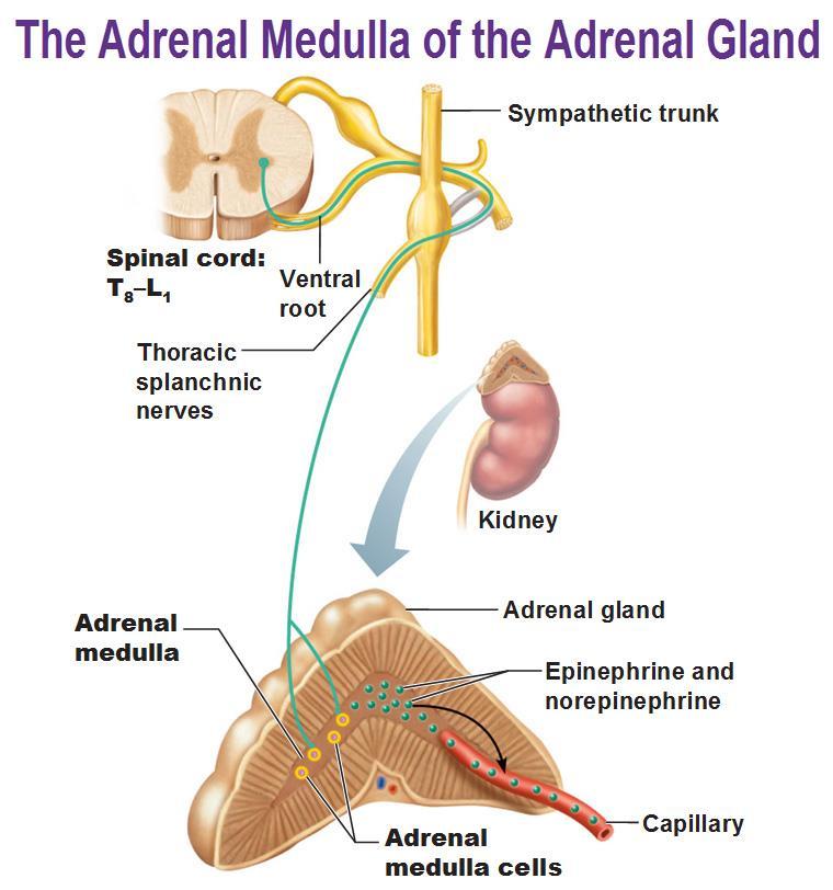 Inervação Simpática das medula da Glândula Supra-Renal