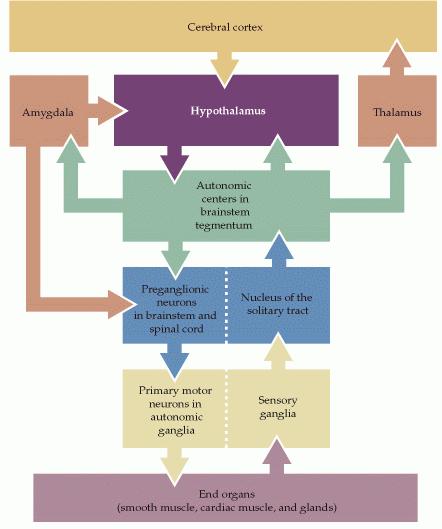 Controle Central da função Autonômica O principal centro de controle visceral é o hipotálamo. É regulado em parte pelo córtex cerebral, como as reações viscerais involuntárias: a.