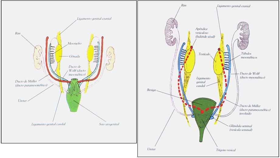 Figura 3 - Degeneração do ducto paramesonéfricos e separação das vias urinárias e genitais masculinas. (DUMM, 2006).