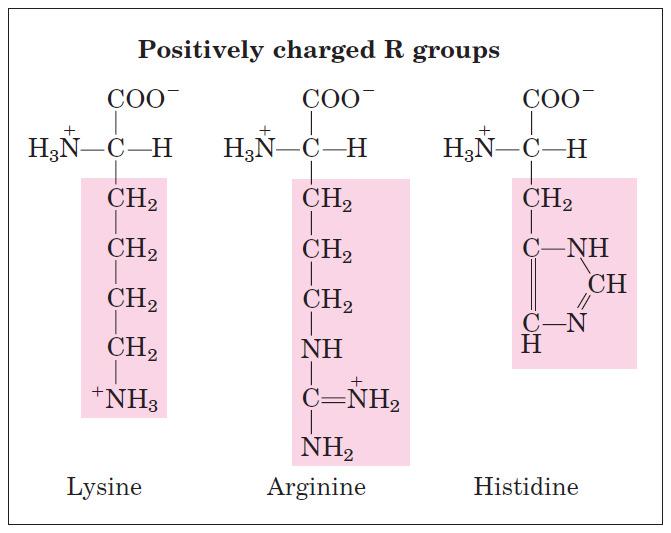 AMINOÁCIDOS grupos R carregados positivamente A histidna possui cadeia lateral ionizável