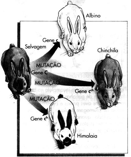 Cruzando parentais de flores vermelhas e brancas entre si Bateson obteve uma geração F 1 de plantas de flores róseas.