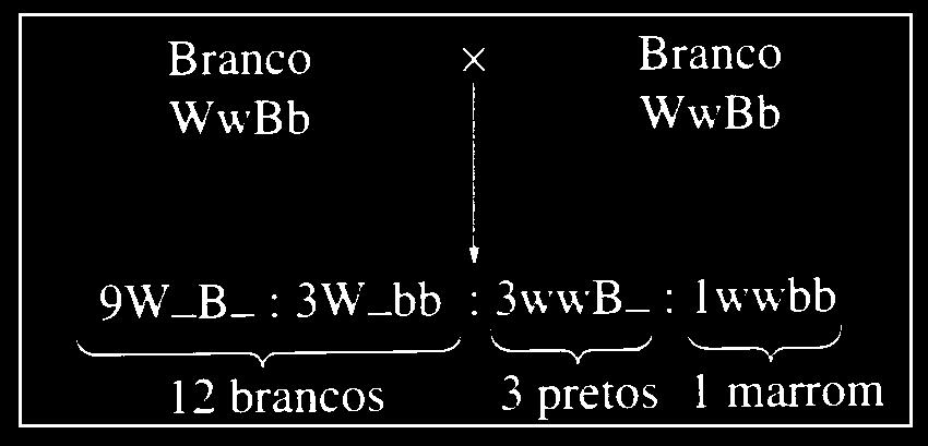 A interação entre os genes dominantes E da crista ervilha e R da crista rosa dão o fenótipo noz.