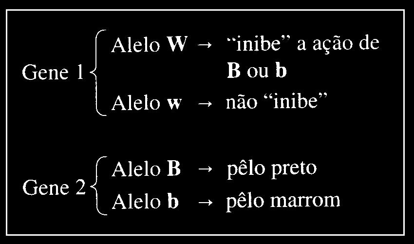 gene dominante entre os dois pares formará a crista simples, um outro fenótipo.