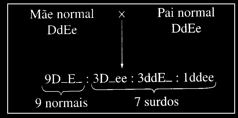 Num outro par de genes, o gene M determina pêlos pretos e é dominante sobre seu alelo m que condiciona a cor de pêlos marrons. 4.