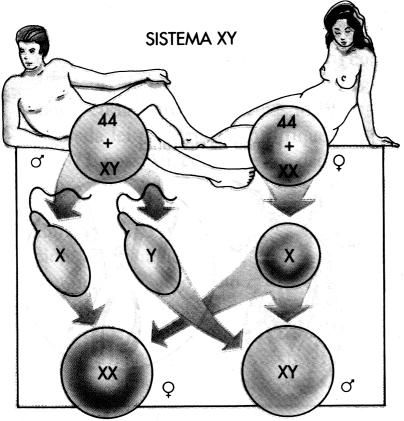O último par é formado pelos cromossomos sexuais cuja combinação é diferente entre homens (heterogaméticos - XY) e mulheres (homogaméticas - XX); são denominados de cromossomos alossômicos ou sexuais.
