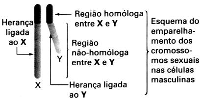 Herança dos cromossomos sexuais: As características até então estudadas encontravam-se distribuídas entre pares de cromossomos homólogos autossômicos.