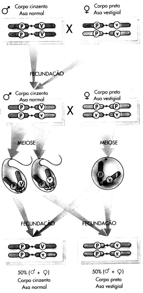 Os gametas ausentes nos machos não aconteciam porque os genes P e V estavam em linkage ou vinculados, ou seja, no mesmo cromossomo.