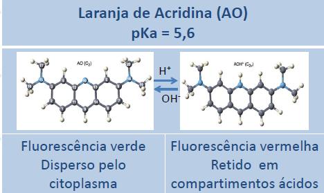 Laranja de acridina Substância lipofílica capaz de cruzar membranas