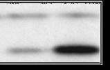 Ensaio de conversão de LC3-I/II por Western blot A conversão de LC3-I em LC3-II ou GFP-LC3-I/II pode