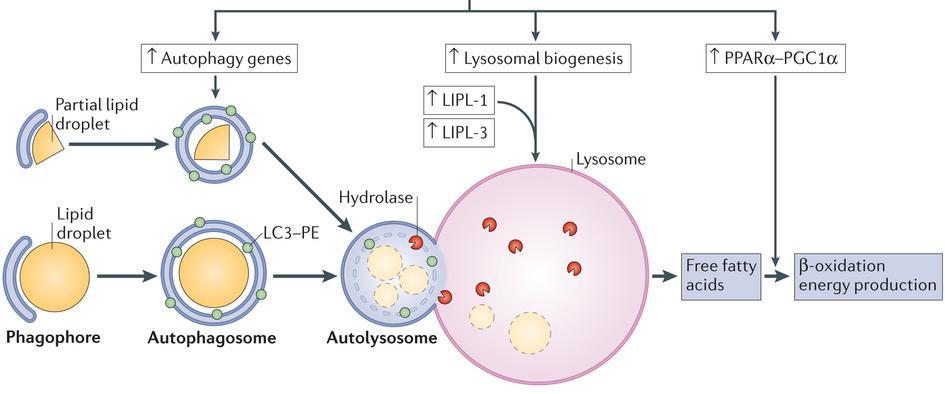 Lipophagy