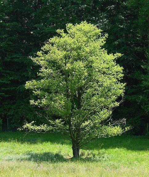 edu/trees/campustrees/alnusglu/alnus_fruit.