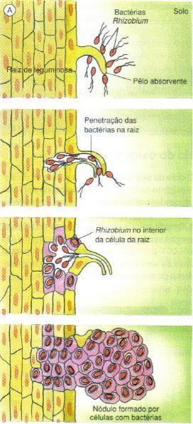 Leguminosas Possuem bactérias fixadoras de N2 em associação mutualística com