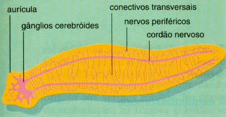 Sistema Nervoso Sistema nervoso ganglionar ventral (hiponeuros) => 2 gânglios cerebrais