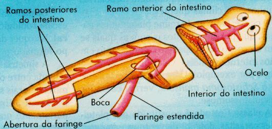 Sistema Digestório Incompleto: tem boca mas não tem ânus