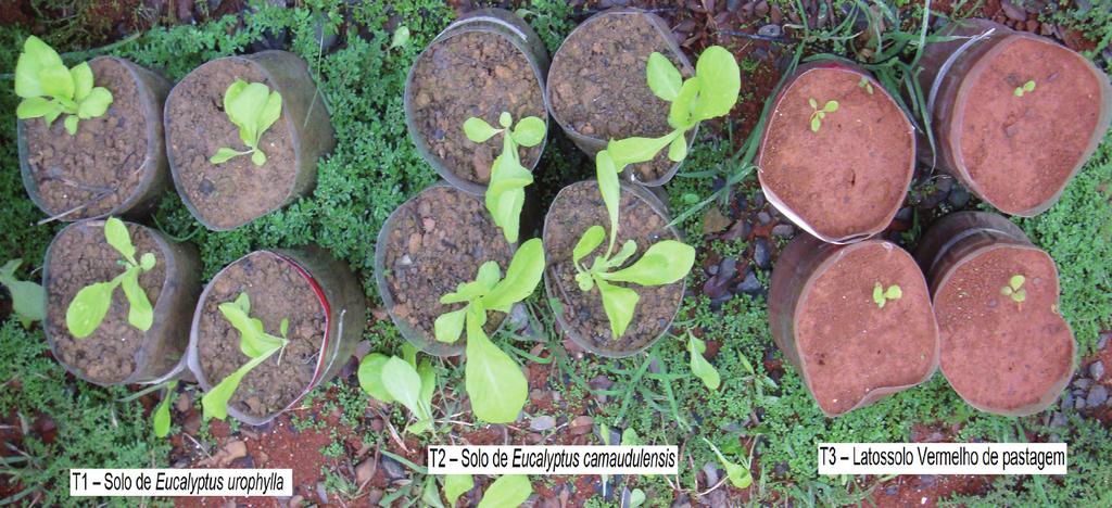 Avaliação dos efeitos alelopáticos de diferentes tipos de solo na germinação de alface colocando-se três sementes de alface Regina (Horticeres Sementes), com 98% de taxa de germinação, tratadas com
