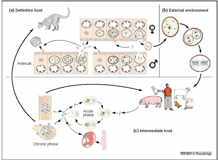 do hospedeiro (Hinrichsen et al., 2005). Todo o ciclo evolutivo do T. gondii pode ser observado de modo esquemático na Figura 1 (Ferguson, 2002).