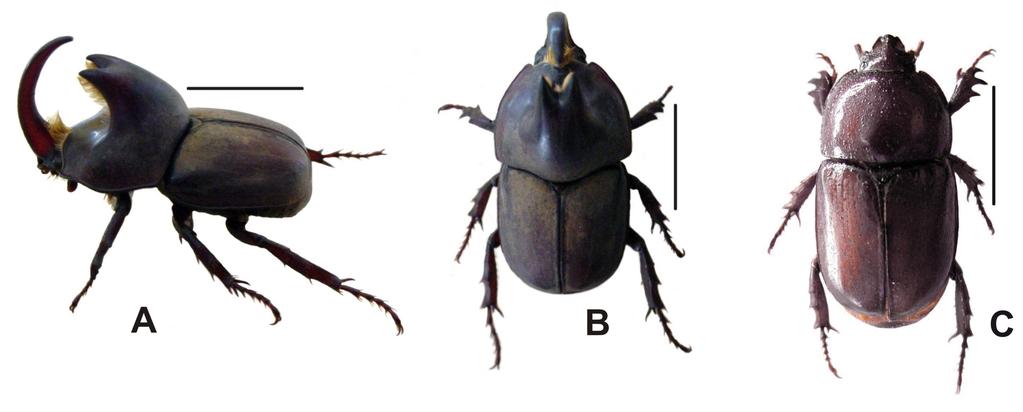 Fig. 2. Diloboderus abderus Sturm,1826. A) macho em vista lateral; B) macho em vista dorsal e C) fêmea em vista dorsal. (escalas = 1 cm)(fotos: Paulo Pereira).