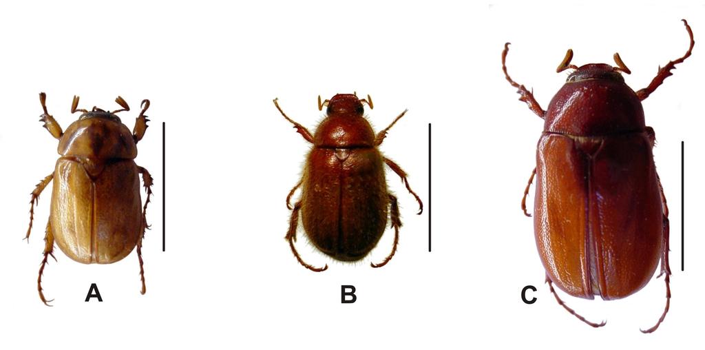 flavipennis é um besouro apresentando a cabeça de cor marromescura e corpo de coloração marromamarelada, com aproximadamente 1,2 cm de comprimento por 0,7cm de largura (Figura 3A).