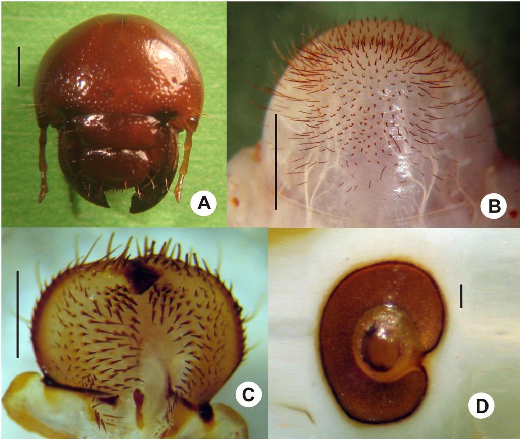 1850); D) Phyllophaga triticophaga Morón & Salvadori, 1998. (escala = 1 cm) (Fotos: Paulo Pereira). Fig. 5.