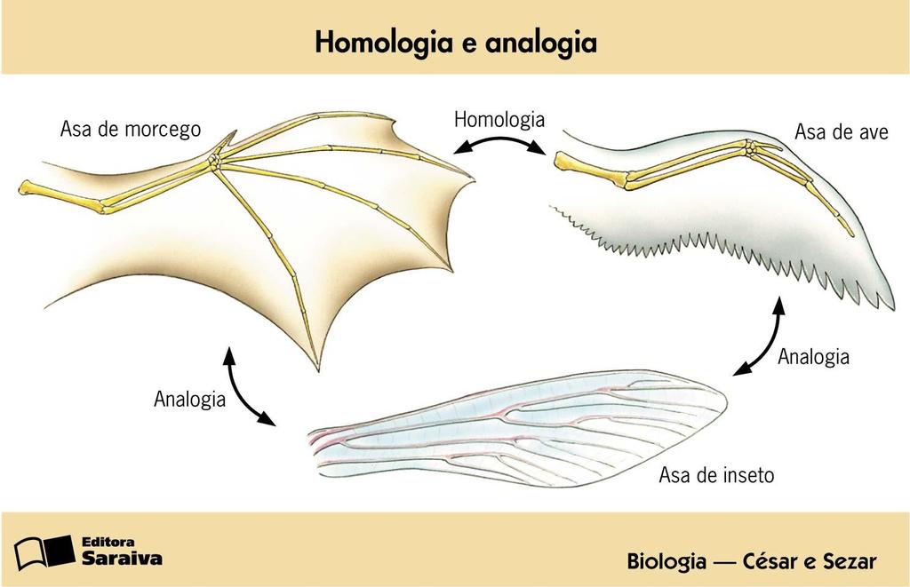 Existem, no entanto, estruturas homólogas adaptadas