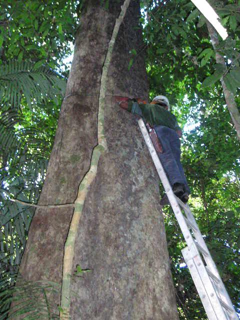 34 O registro das árvores foi feito em fichas de campo, apropriadas para a medição de parcelas permanentes, conforme exemplo mostrado no Anexo A.