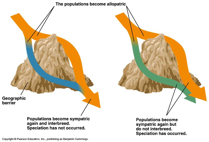 (de acordo com CBE) Especiação geralmente envolve separação geográfica Diferenciação alopátrica uma barreira geográfica