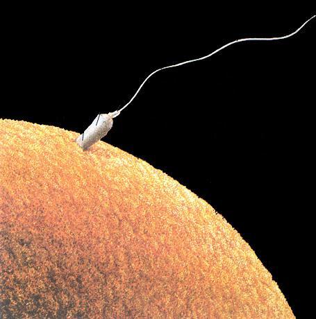 gamético Algumas barreiras reprodutivas surgem no reconhecimento óvulo-espermatozóide para